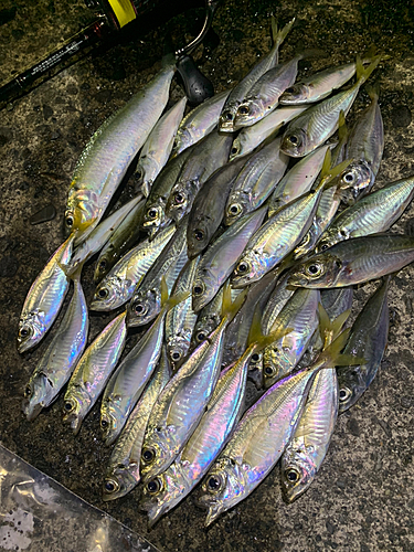 アジの釣果