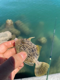 カワハギの釣果