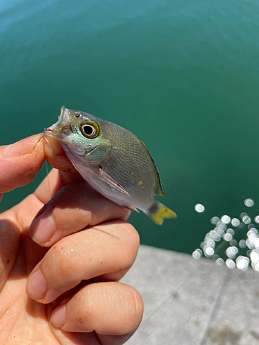 カワハギの釣果