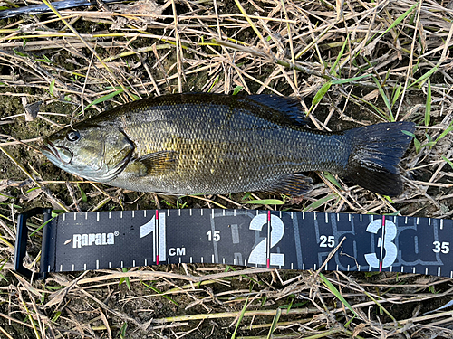 スモールマウスバスの釣果