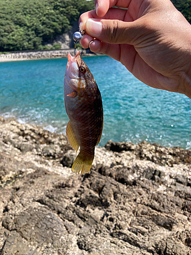 ベラの釣果