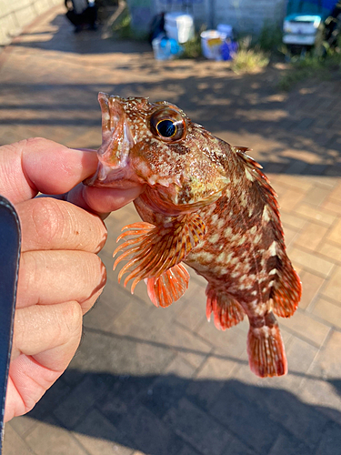 アラカブの釣果