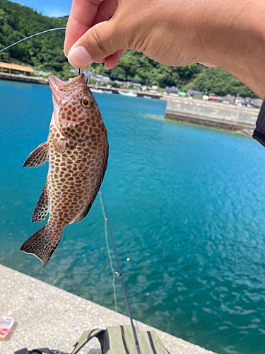 オオモンハタの釣果