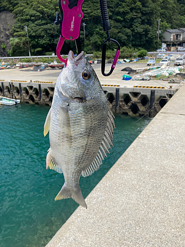 キビレの釣果