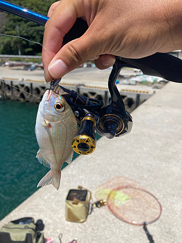 チャリコの釣果