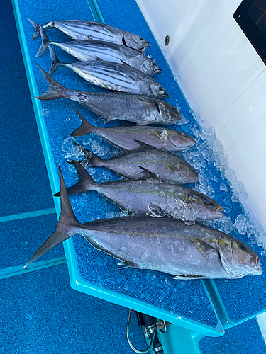 カンパチの釣果