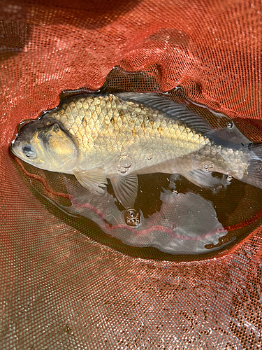 ヘラブナの釣果