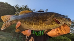 スモールマウスバスの釣果