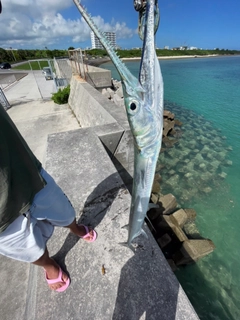 オキザヨリの釣果