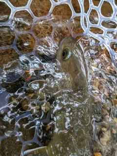 アマゴの釣果