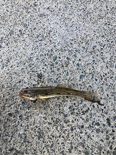 マハゼの釣果