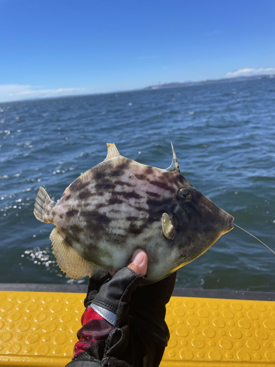 みゆ✨さんの釣果 2枚目の画像