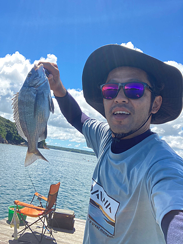 クロダイの釣果