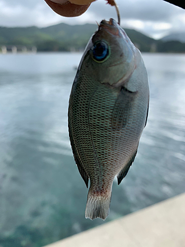 釣果