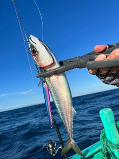 ゴマサバの釣果