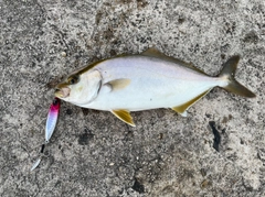 ショゴの釣果