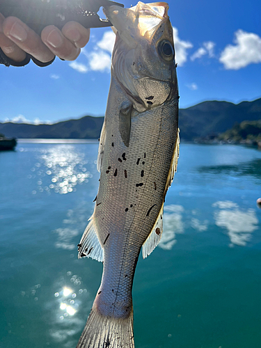 セイゴ（ヒラスズキ）の釣果