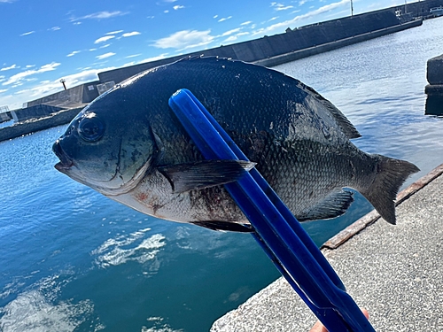 メジナの釣果