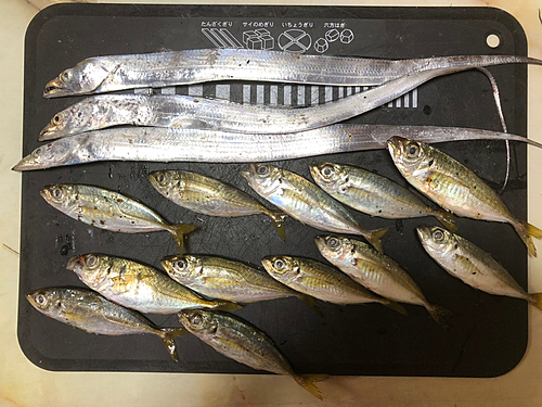 アジの釣果