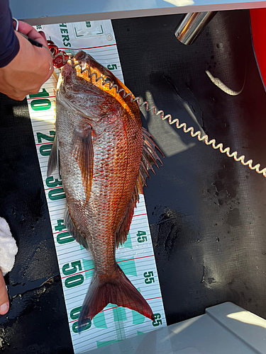 マダイの釣果