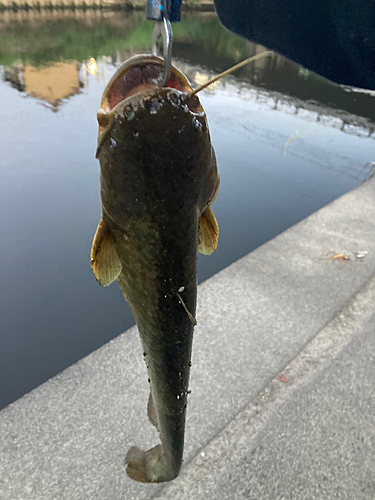 ナマズの釣果