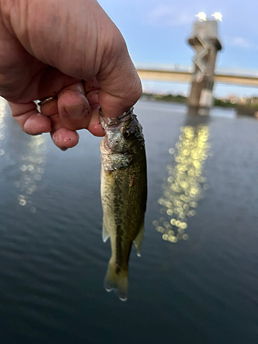 ラージマウスバスの釣果