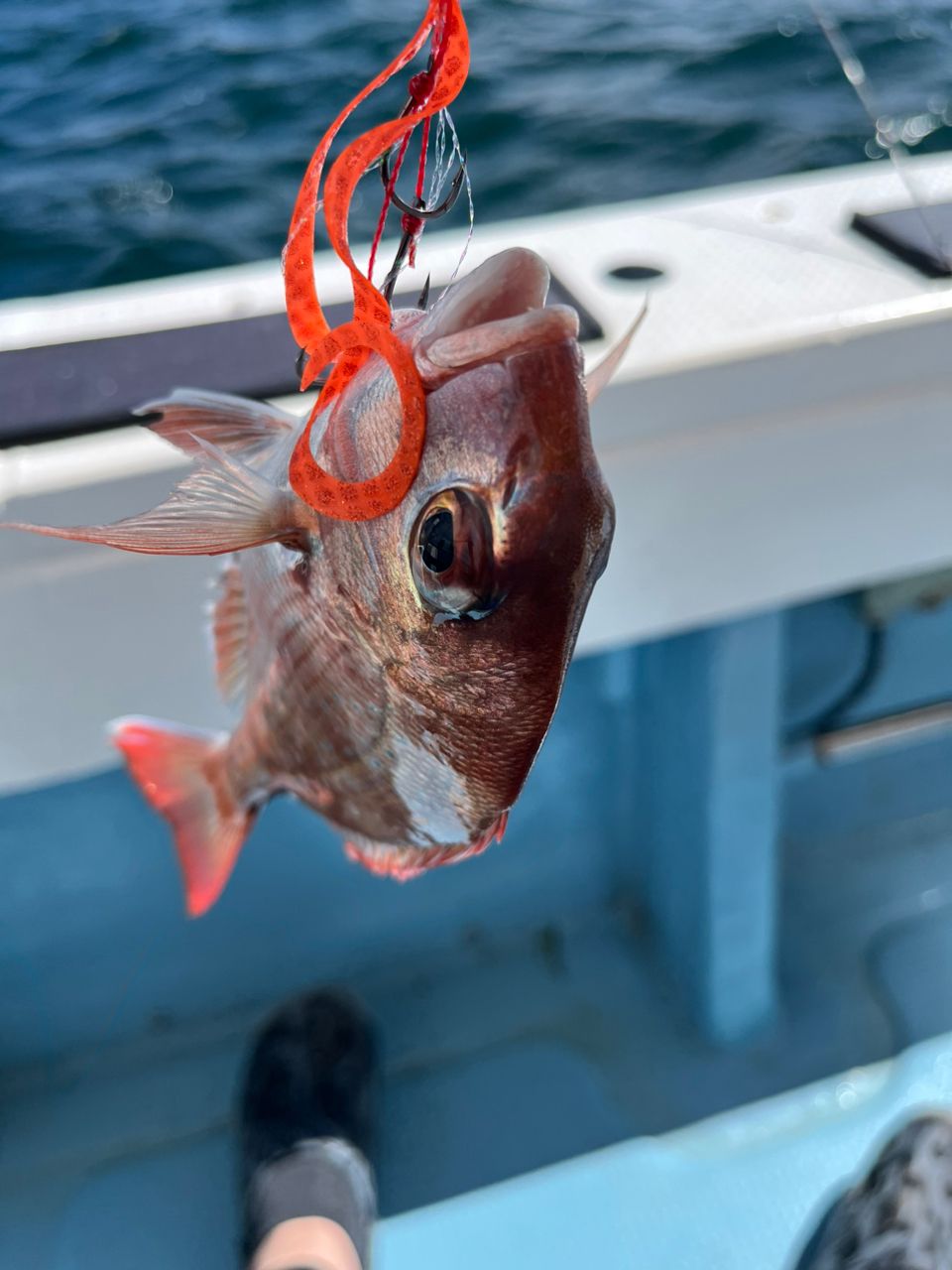 赤バードさんの釣果 2枚目の画像