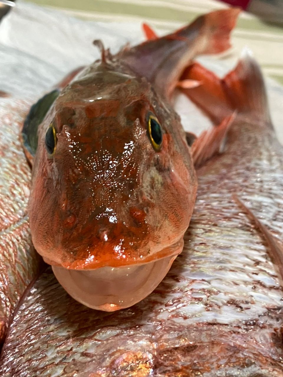 赤バードさんの釣果 3枚目の画像