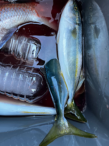 ハマチの釣果