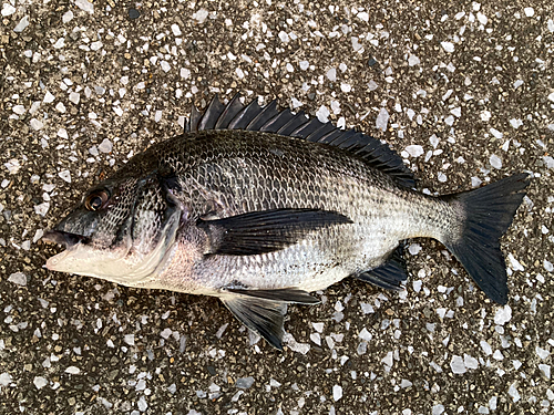 クロダイの釣果