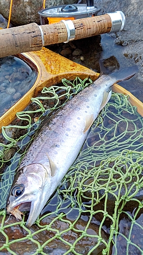 ヤマメの釣果