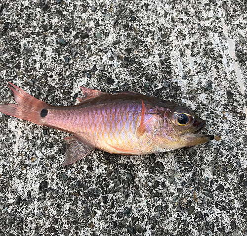 ネンブツダイの釣果