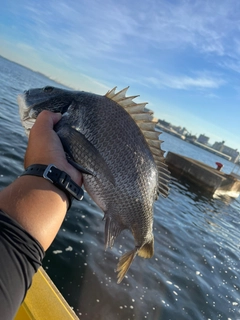 クロダイの釣果