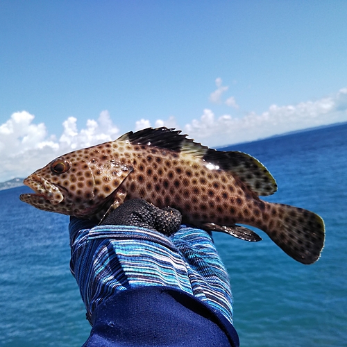 シロブチハタの釣果