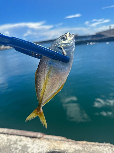 シマアジの釣果