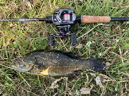 スモールマウスバスの釣果