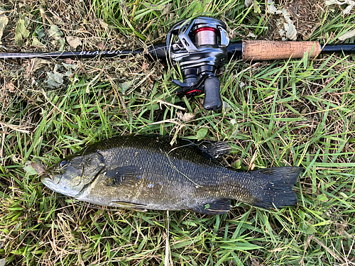 スモールマウスバスの釣果