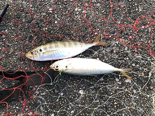 マルアジの釣果