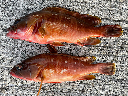 アカハタの釣果