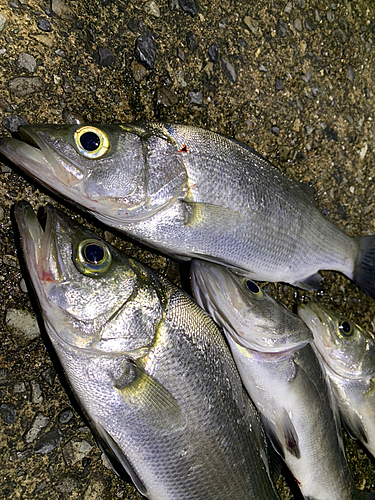 ハネ（ヒラスズキ）の釣果