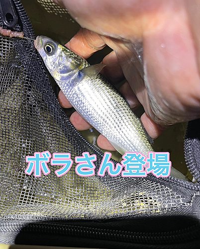 ボラの釣果