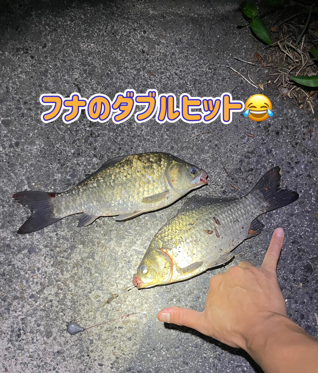 北魚 へら鮒ウキ - その他