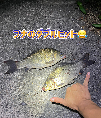 ヘラブナの釣果