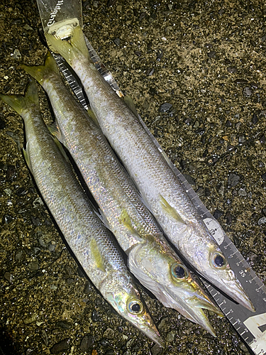 アカカマスの釣果