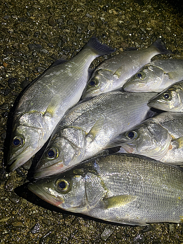 ハネ（ヒラスズキ）の釣果