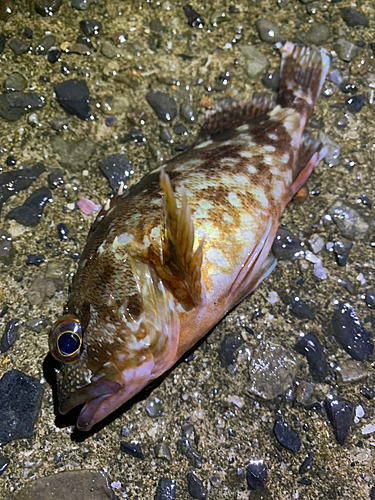 ガシラの釣果