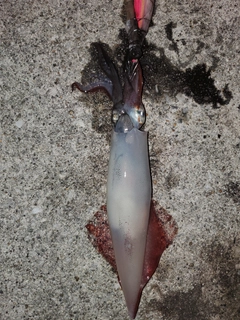 ケンサキイカの釣果