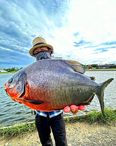 コロソマの釣果