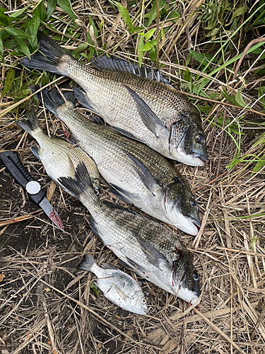 チヌの釣果