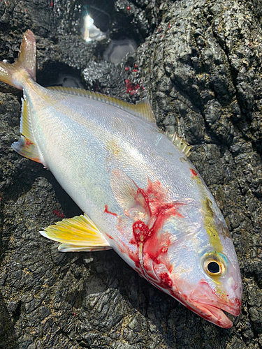 シオの釣果